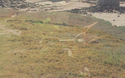 horoscopes for taurus season 2026